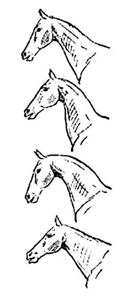 Длинная прямая шея у лошади. Оленья шея у лошадей. Форма шеи лошади. Форма головы лошади. Экстерьер лошади голова.