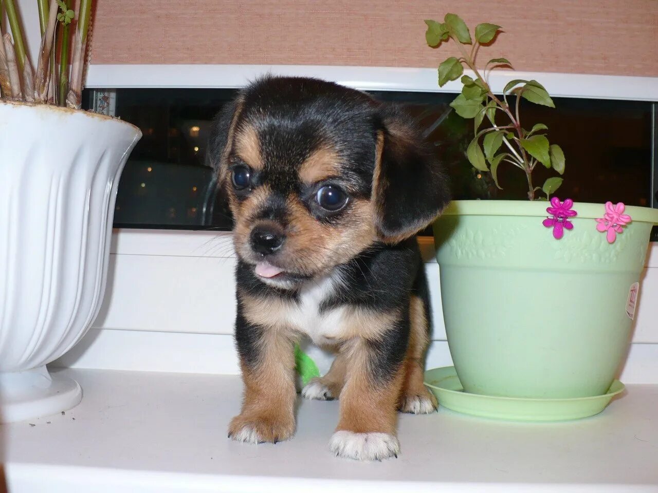 Маленькие собачки для квартиры. Собаки маленьких пород для квартиры. Маленькая собачка йоркширский терьер. Маленькие домашние собаки. Вест-хайленд-уайт-терьер черный.