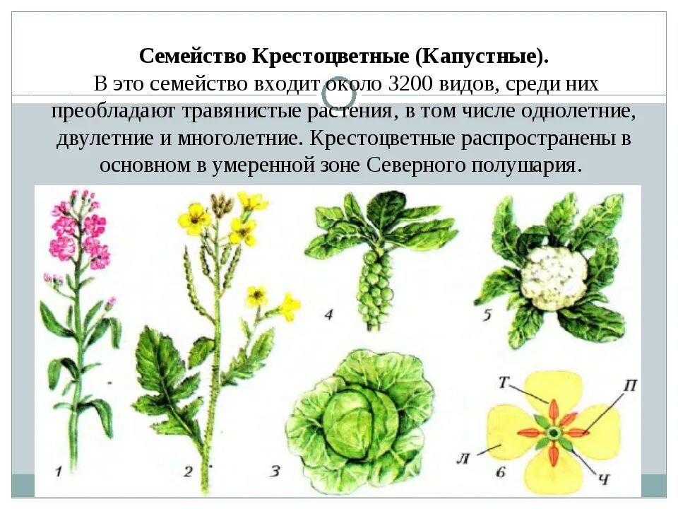 Капуста травянистое растение. Семейство крестоцветные капустные. Гинецей крестоцветных. Капустные крестоцветные растения. Двудольные крестоцветные.