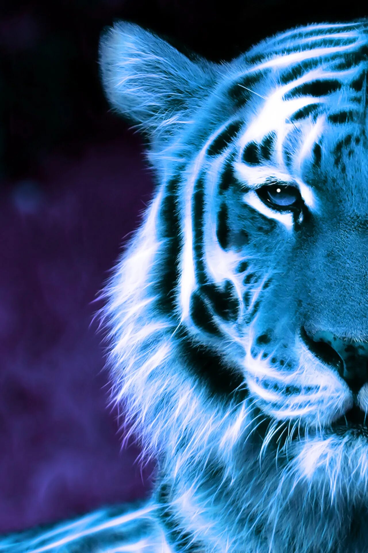 На экране телефона загрузить. Тайгер Блю тигр. Голубой тигр. Тигр обои. Красивый тигр.