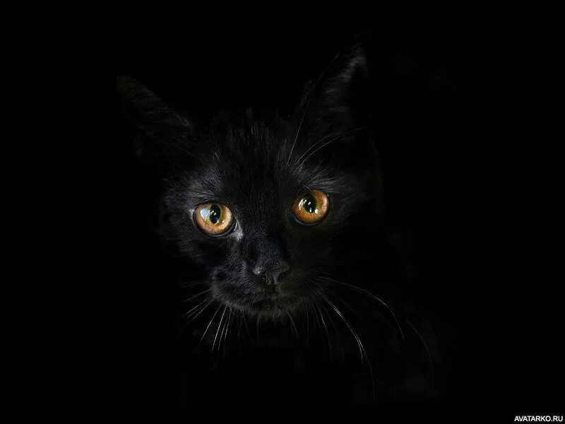 Лицо черного кота. Черный кот на черном фоне. черная кошка в темноте. кошачья морда на черном фоне. морда черного кота на черном фоне.
