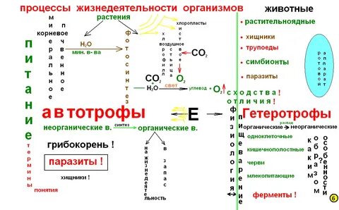 Термины жизнедеятельности организмов