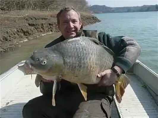 Речной окунь. Улов щуки и окуня. Судак карп. Судак карп. Дальневосточный окунь.