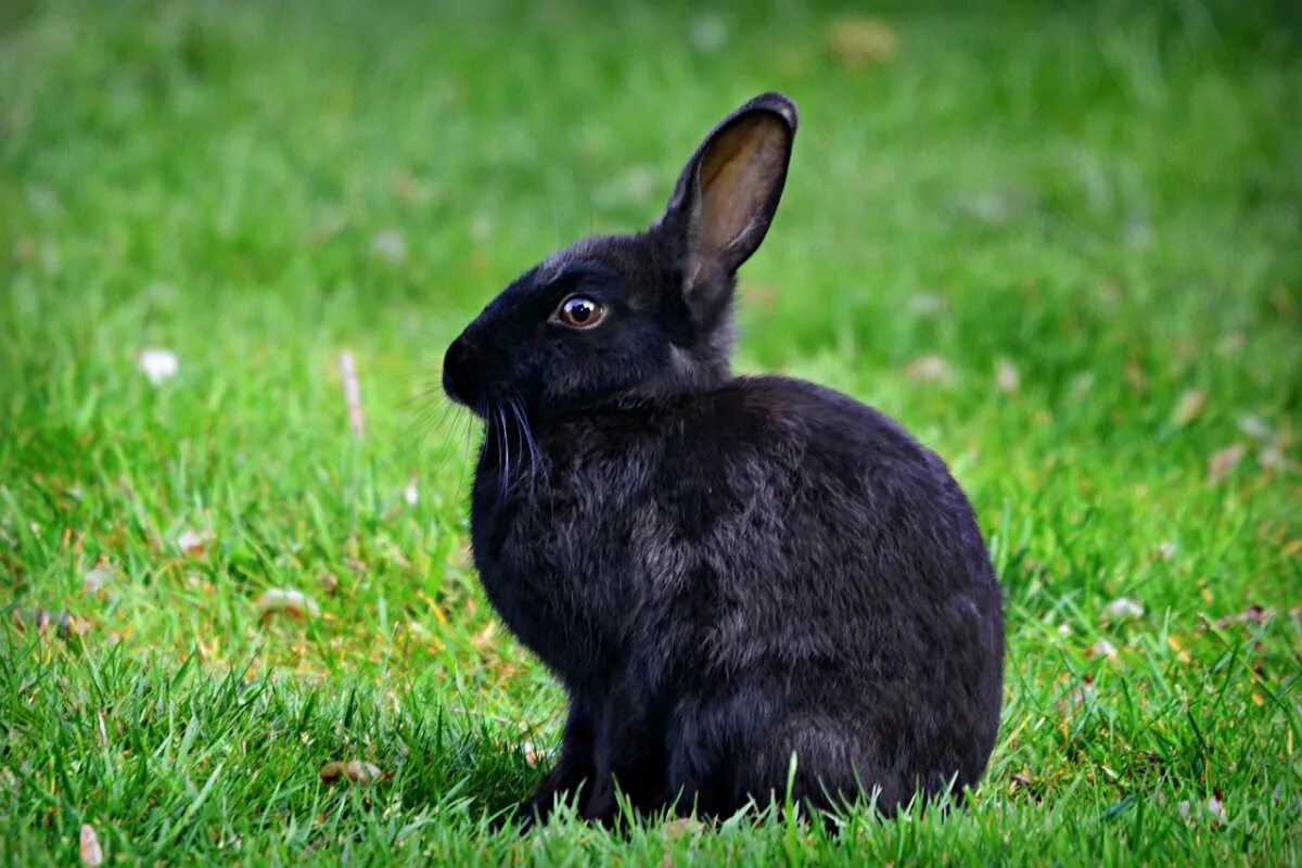 Кролик картинка. Гаванский черный кролик. Черный водяной кролик 2023. Черный заяц. Маленький чёрный кролик.
