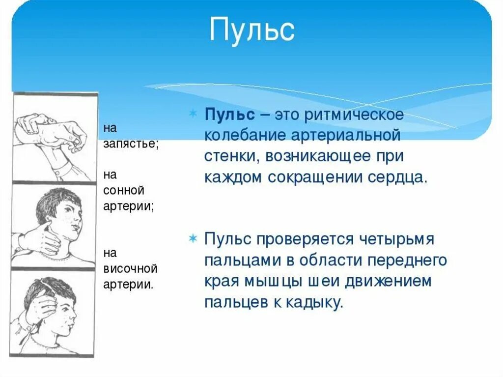 Почему пульс разный. Пульс. Пульс презентация. Презентация на тему пульс. Презентация на тему пульс человека.