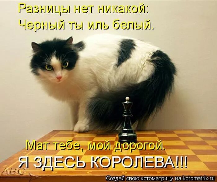 Смешные картинки с матами. Коты с матом. коты с надписями без матов. смешные картинки с матом. юморной кот с надписью.