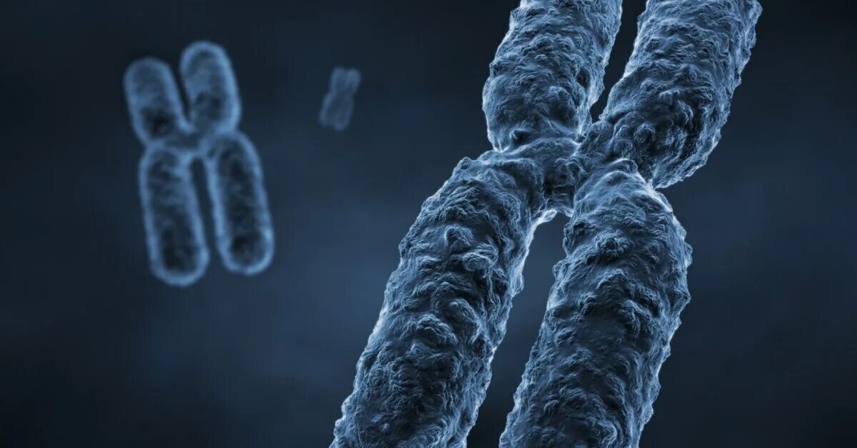 Увеличение хромосом. Политенные хромосомы дрозофилы микроскоп. Хромосомный набор кариотип человека. Хромосомные заболевания. Измененные хромосомы.