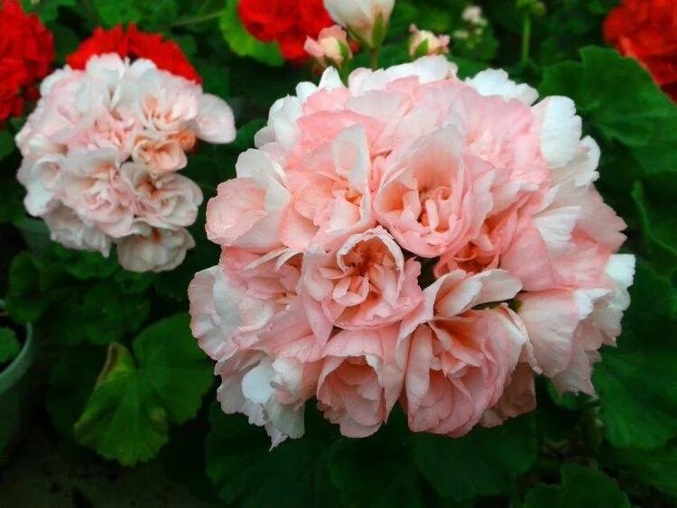 Зональная пеларгония edwards elegance. Эдвард элеганс пеларгония. Пеларгония эдвардс. Пеларгония эдвардс кристина. Пеларгония edwards blanche.