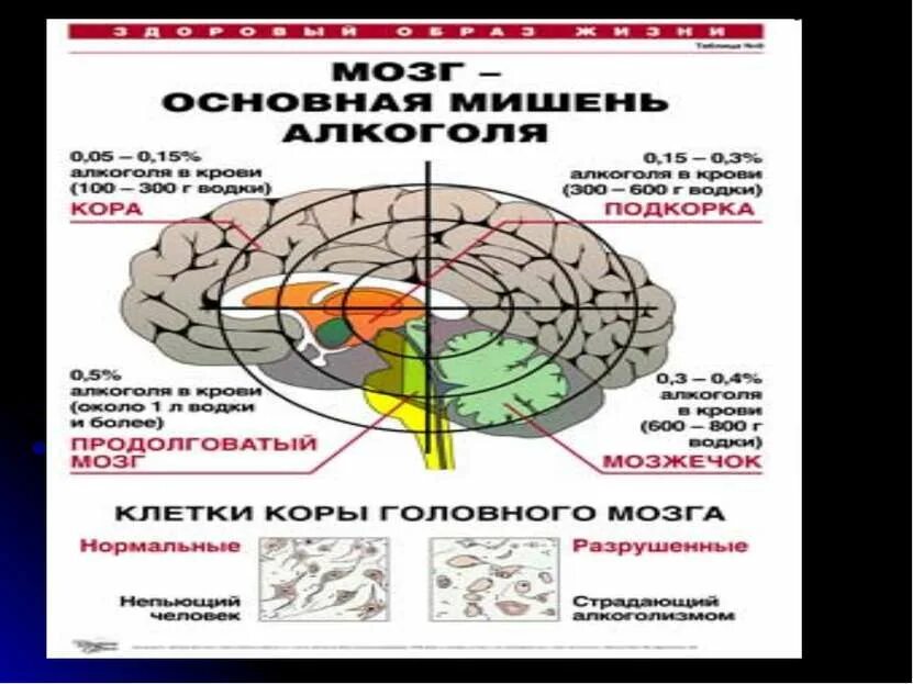 Подкорка головного мозга. Строение подкорки головного мозга. Связь коры и подкорки.