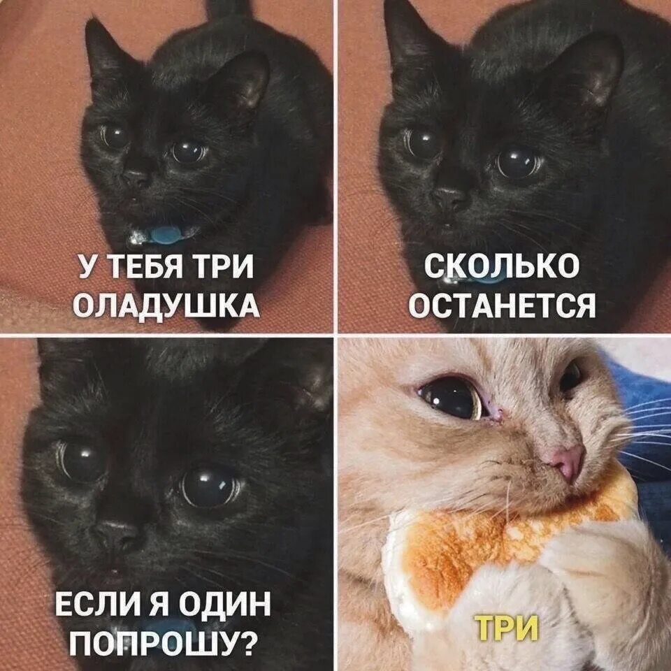 Мемы про котят. Кот из мемы. Мемы скотикрм. Коты мемы с надписями. Мемы с кокотам.