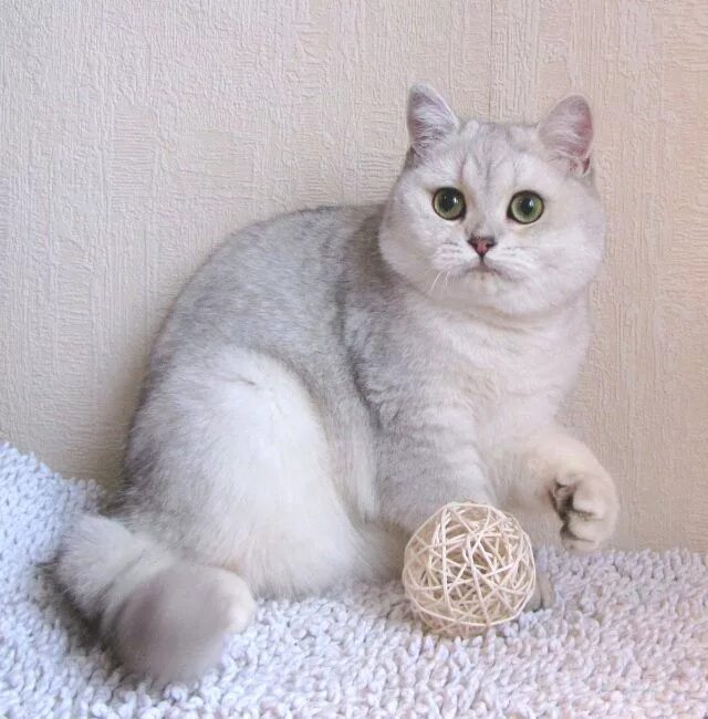 Серебристый британский кот. Британская серебристая шиншилла. британский кот шиншилла. шотландец серебристая шиншилла. британская серебристая шиншилла кошка.
