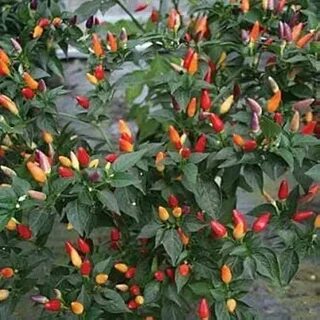 Острый куст