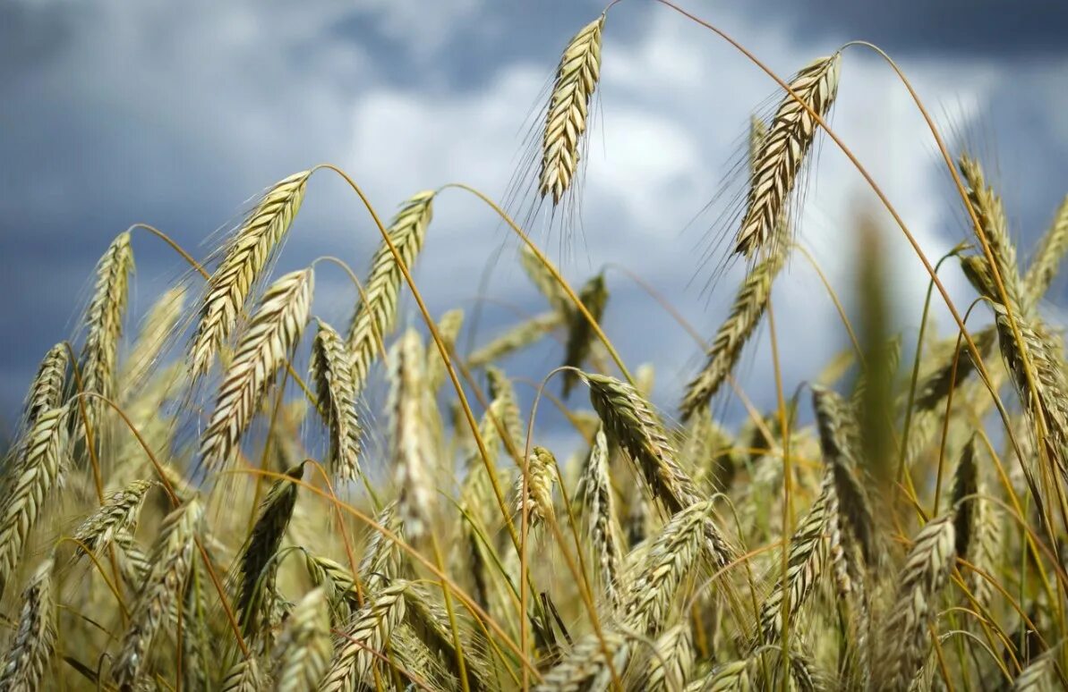 Зерновые колосовые. Сорт озимой пшеницы «безостая- 11»;. Элитное семеноводство сортов пшеницы. Сельскохозяйственные культуры пшеница. Рустикана пшеница.
