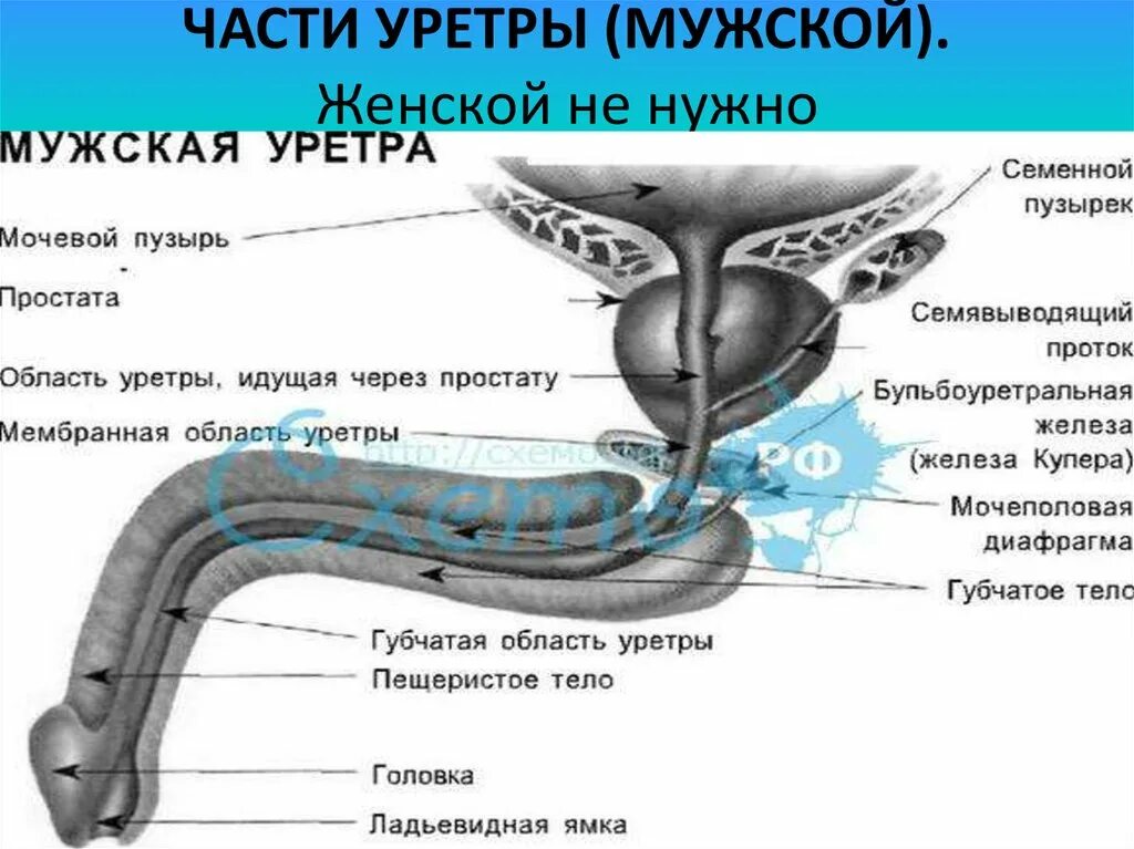 сужения мочеиспускательного канала у мужчин анатомия. бульбоуретральная железа анатомия. строение уретры у мужчин. мужской и женский мочеиспускательный канал анатомия. схема строения женского мочеиспускательного канала.