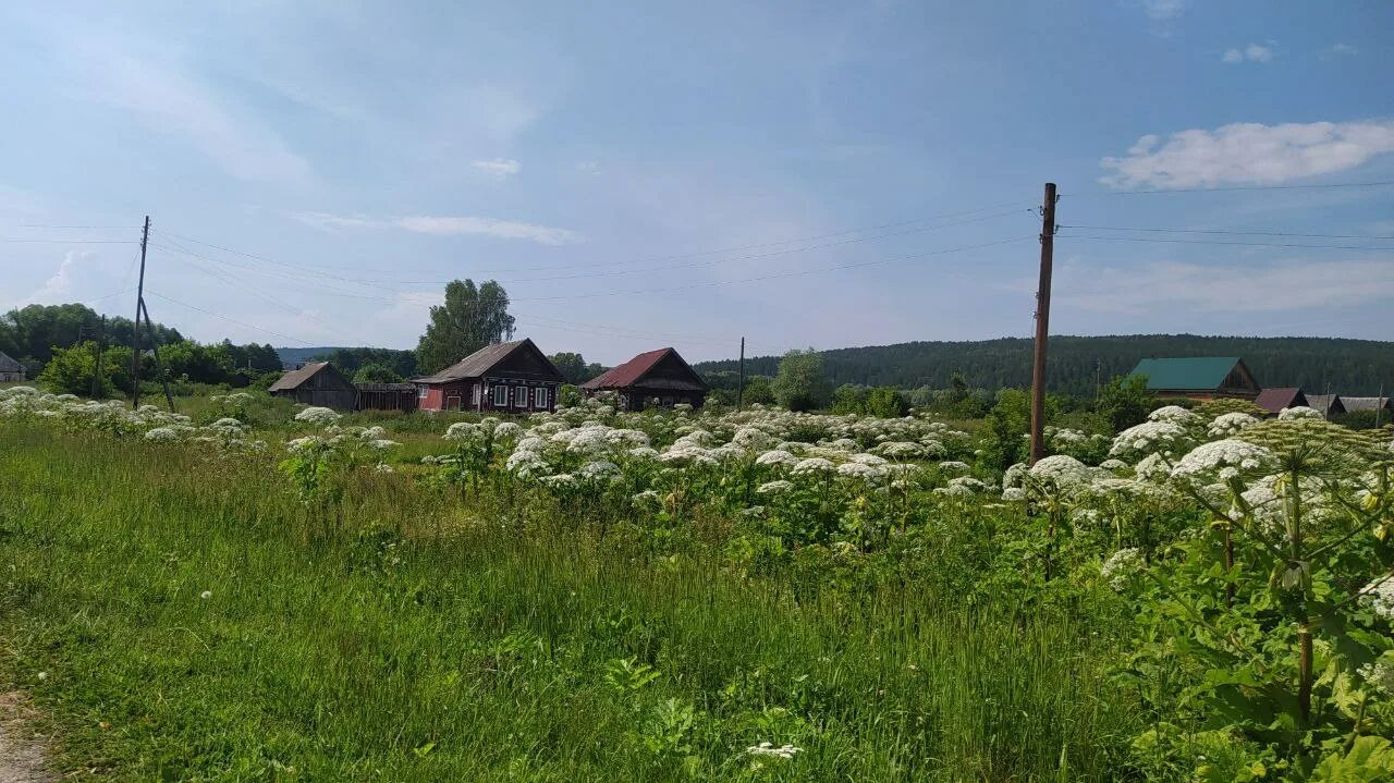 Село казарка Никольского района Пензенской области. Карамалы Никольского района. Заросли борщевика. Огромный борщевик. Погода никольское пензенской области кузнецкий