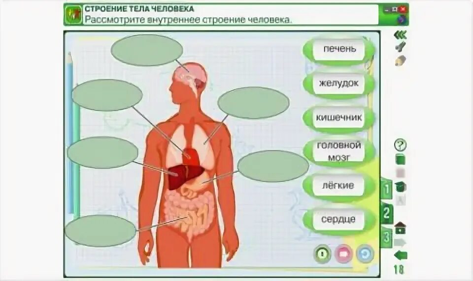 Проверочная работа по окружающему миру строение человека. Внутренние органы человека. Организм человека задания. Организм человека 3 класс. Органы человека окружающий мир.