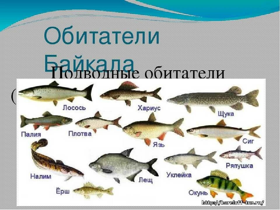 Рыбы которые водятся в озере. Обитатели озера Байкал рыбы. Рыбы которые водятся в Байкале. Рыбы обитающие в Озерах.