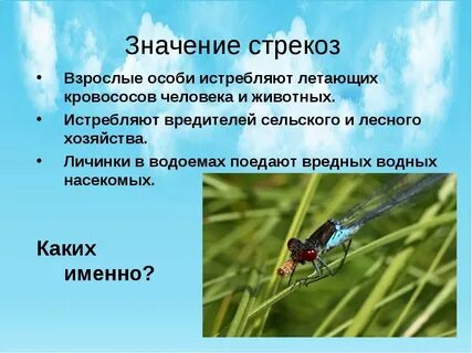 Какое отношение к жизни олицетворяет стрекоза