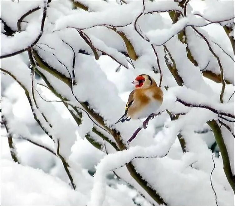 Природа снег птица. Зимние птицы. Птички на снегу. Птицы на заснеженных ветках. Птичка на ветке в снегу.