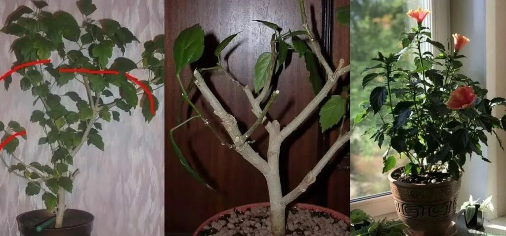 Как сформировать гибискус. Гибискус на штамбе. обрезать гибискус.