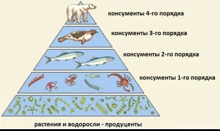 Консументы 1 порядка особенности. Экологическая пирамида водной экосистемы. Морская экологическая пирамида консументы. Трофический уровень экологической пирамиды. Схема трофической цепи.