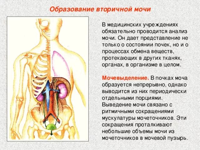 Почему образуется моча. Образование вторичной мочи. Процесс образования первичной мочи. Вторичная моча образуется в процессе. Процесс образования вторичной мочи.