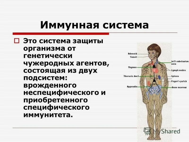 Поражения иммунной системы