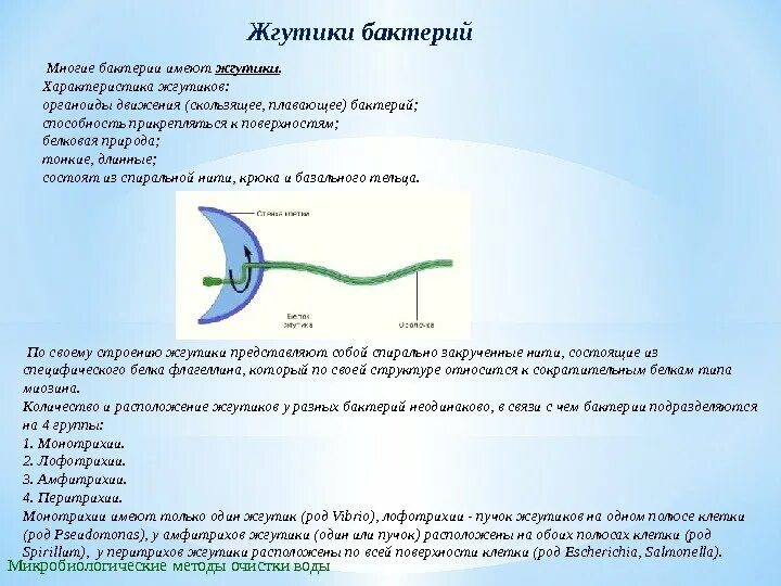 Строение ресничек и жгутиков эукариотических клеток. Метод обнаружения жгутиков у бактерий. Функции жгутиков бактерий микробиология. Строение жгутика микробиология. Реснички и жгутики микротр.