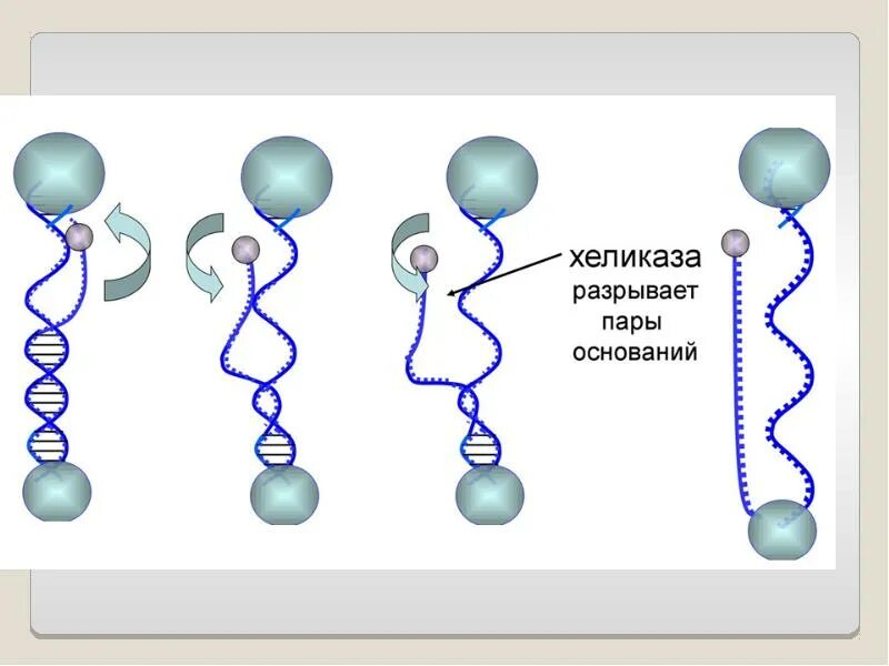 Фермент хеликаза. Хеликаза. ДНК хеликаза и геликаза. ДНК хеликаза функции. Хеликаза строение.