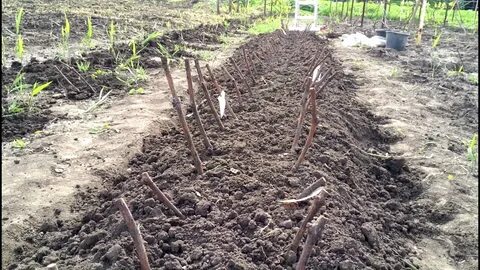 Посадка винограда черенками осенью