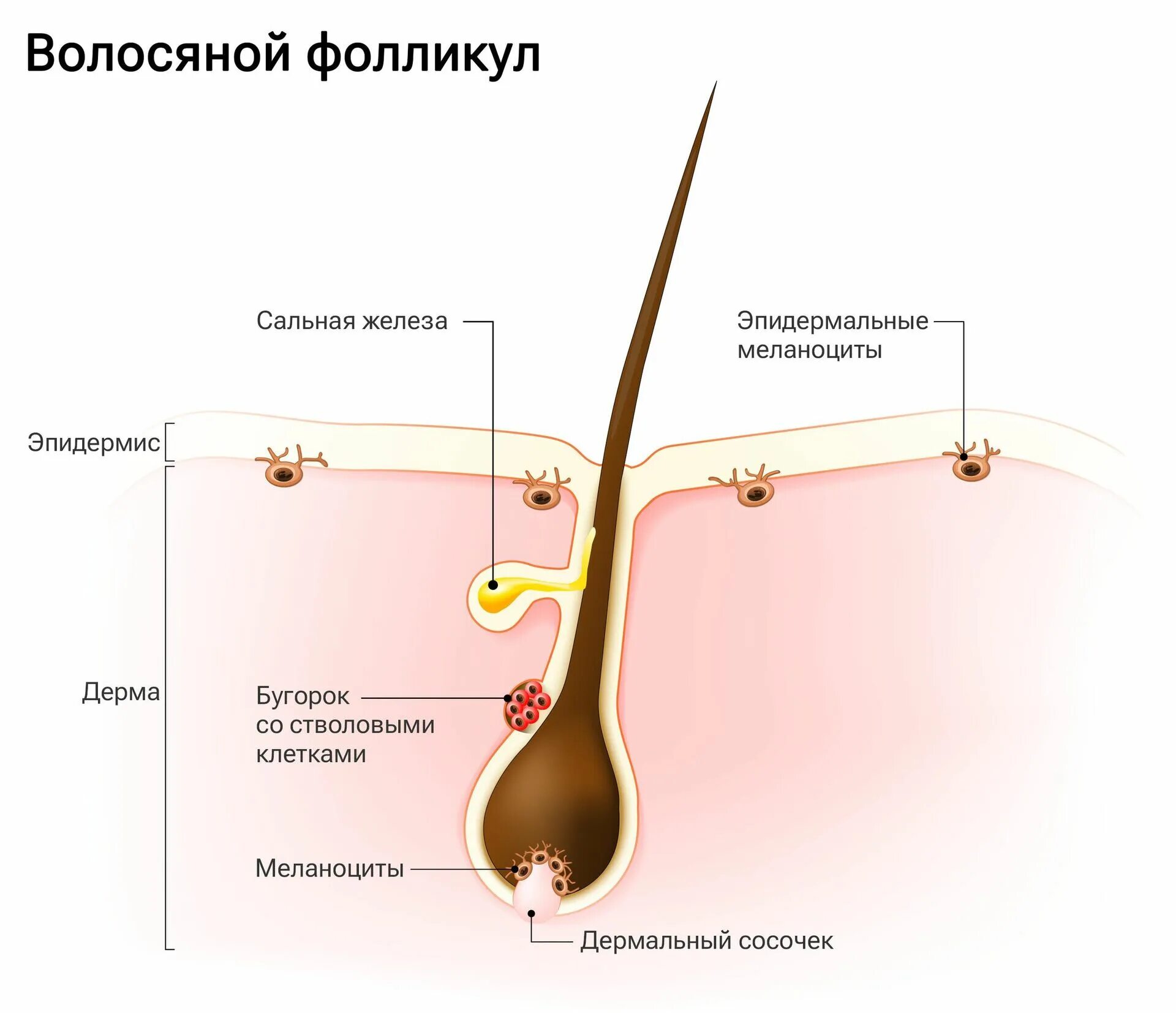 Строение волосяного фолликула. Волоснной ыоллику. Луковица волоса. Строение волоса.