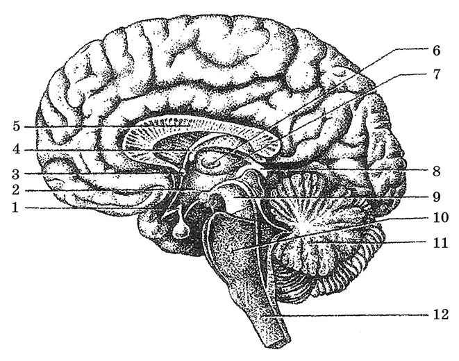 Большое полушарие мозолистое тело мост гипоталамус. Промежуточный мозг Сагиттальный разрез головного мозга. Сагиттальный срез головного мозга анатомия. Сагиттальный разрез мозга анатомия. Срединный продольный разрез головного мозга.