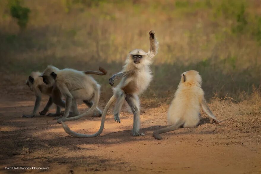 Нечеловеческая комедия: лучшие фотографии конкурса Comedy Wildlife Awards РБК Ст