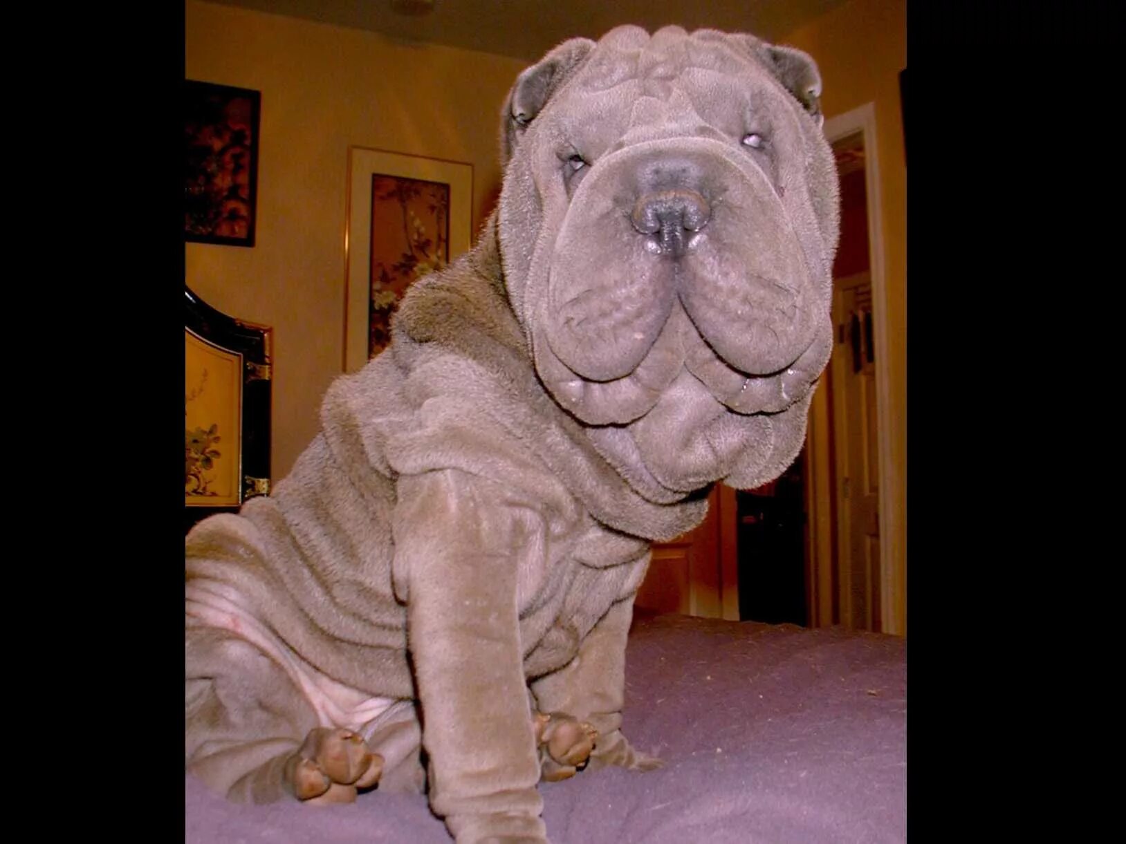 10 raças mais teimosas e difíceis de ensinar Shar pei dog, Chinese shar pei dog,