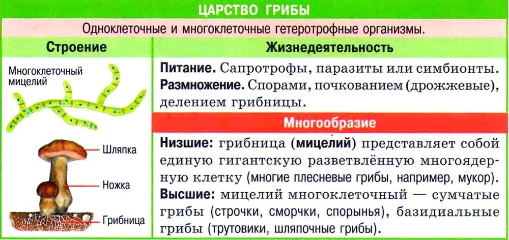 Различия одноклеточных и многоклеточных. Царство грибов строение жизнедеятельность размножение. царства грибов особенности размножения. строение грибов одноклеточных и многоклеточных. одноклеточные и многоклеточные царство грибы.