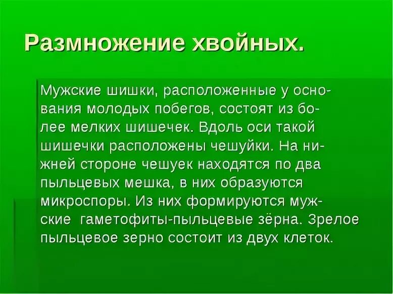 Как размножаются хвойные