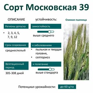 Сорт алексеевич характеристика