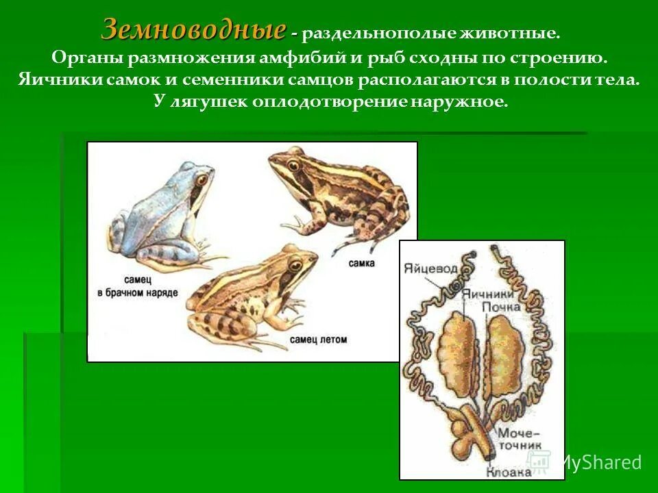 Строение и развитие земноводных