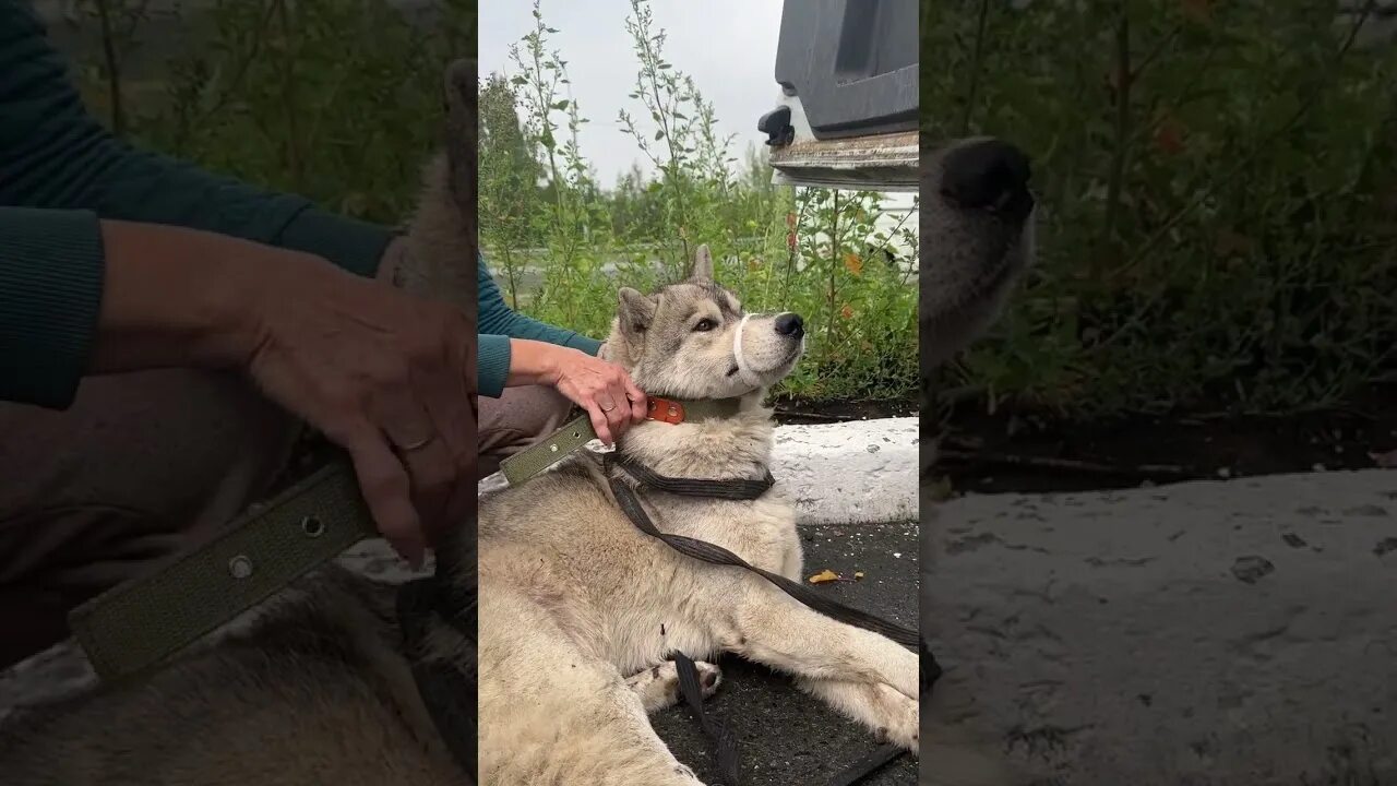 Котенок спас собаку. Щенок волка. помощь бездомным животным. женщина спасла волка думая что это собака. посмотри в собаке.