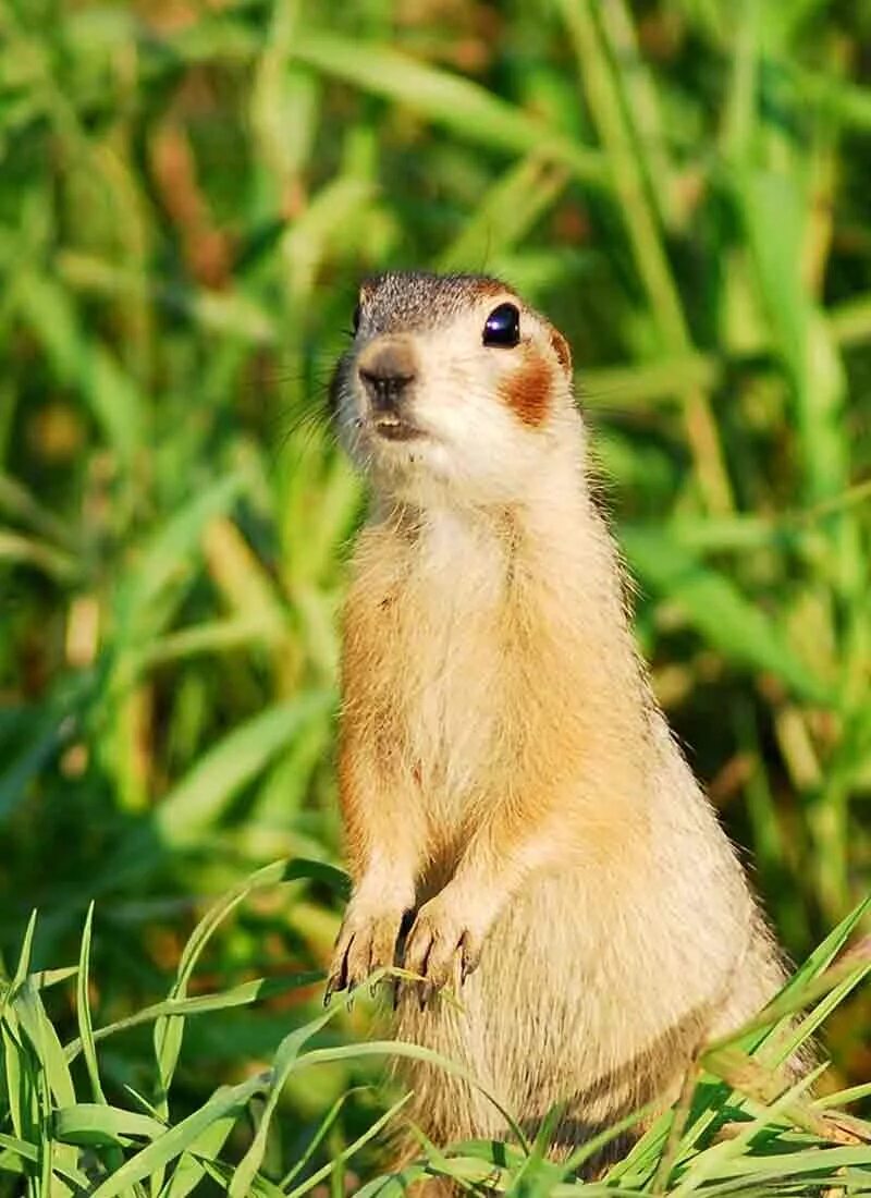 Суслик домашний. Крапчатый суслик. Суслик Краснощекий (Spermophilus erythrogenys). Айдахский суслик. Суслик Краснощёкий Кемеровская область.