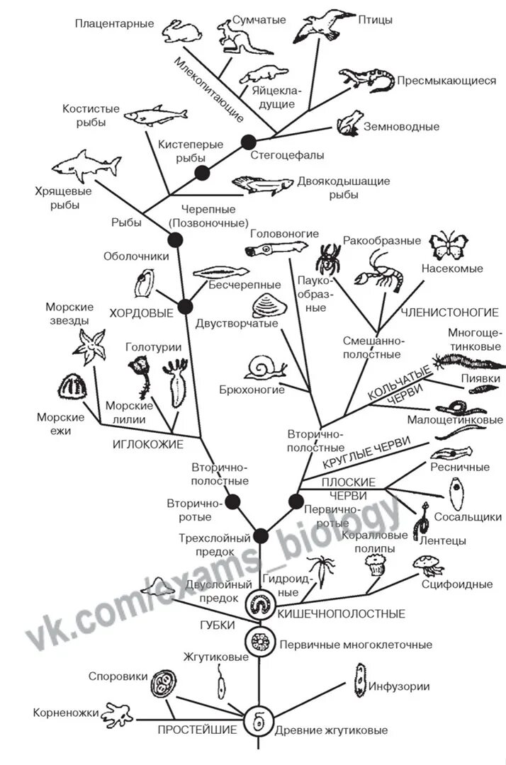 Переходные формы егэ биология таблица. Что такое переходная форма в биологии. Эволюция органов выделения у животных картинки егэ. Переходные формы егэ биология. Эволюция кровеносной системы у беспозвоночных животных.