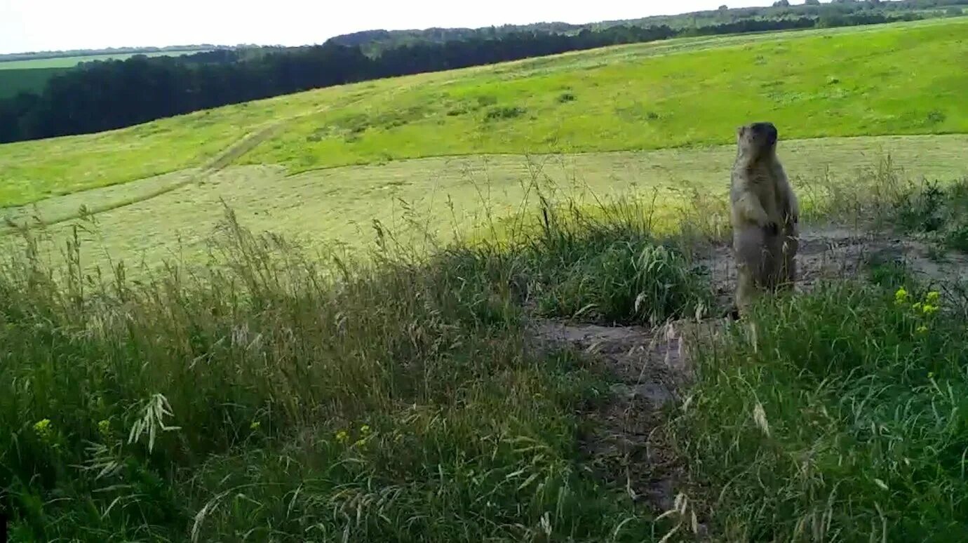 Островцовская лесостепь. Приволжская лесостепь пензенская область. Заповедник приволжская лесостепь в пензенской области. Попереченская степь пензенская область. Приволжская лесостепь пензенская область.