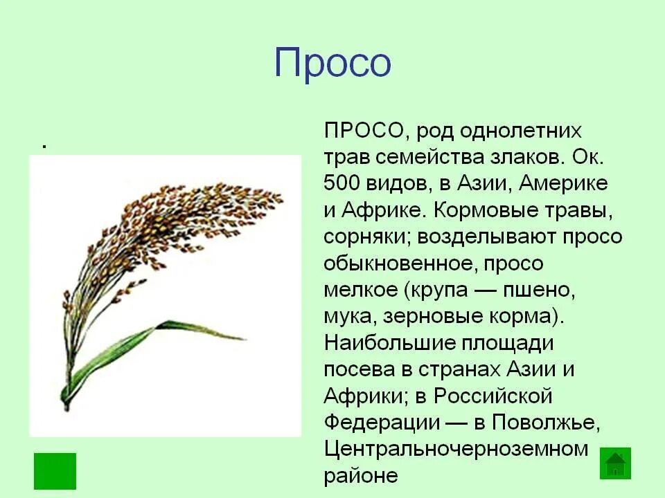 Просо кратко. Просо культурное растение. Просо растение описание. Пшено класс растения. Особенности проса