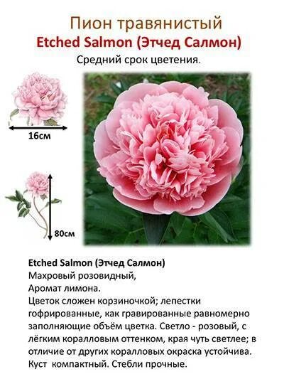 Этчед салмон описание. Этчед салмон описание. Пион молочноцветковый этчед салмон. Пион этчед салмон paeonia etched salmon. Пион этчед салмон.
