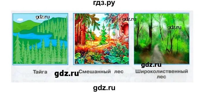 Тест тайга 4 класс окружающий мир плешаков. Нарисуй тайгу смешанный и широколиственный. тайга смешанный и широколиственный лес. рисунок тайги смешанный и широколиственный. нарисуй тайгу смешанный и широколиственный лес.