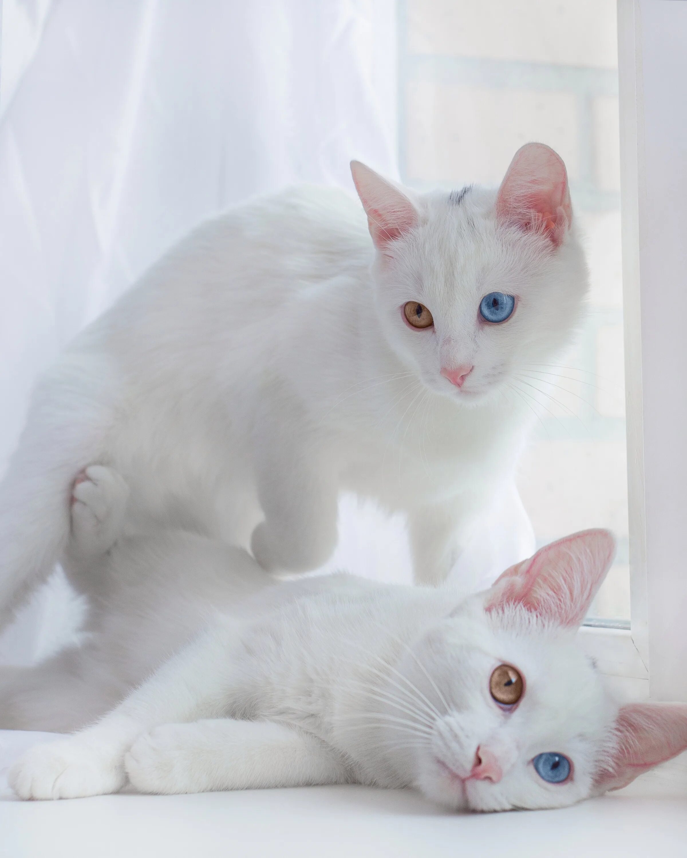Как называется белая порода кошек. Као мани порода кошек. Khao Manee кошка. Као мани котята. Кошка као-мани белая порода.