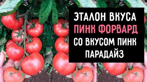 Томат пинк парадайз отзывы