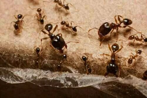 Муравей. Camponotus compressus. Муравьи. Atta cephalotes. Мирмекофобия это.