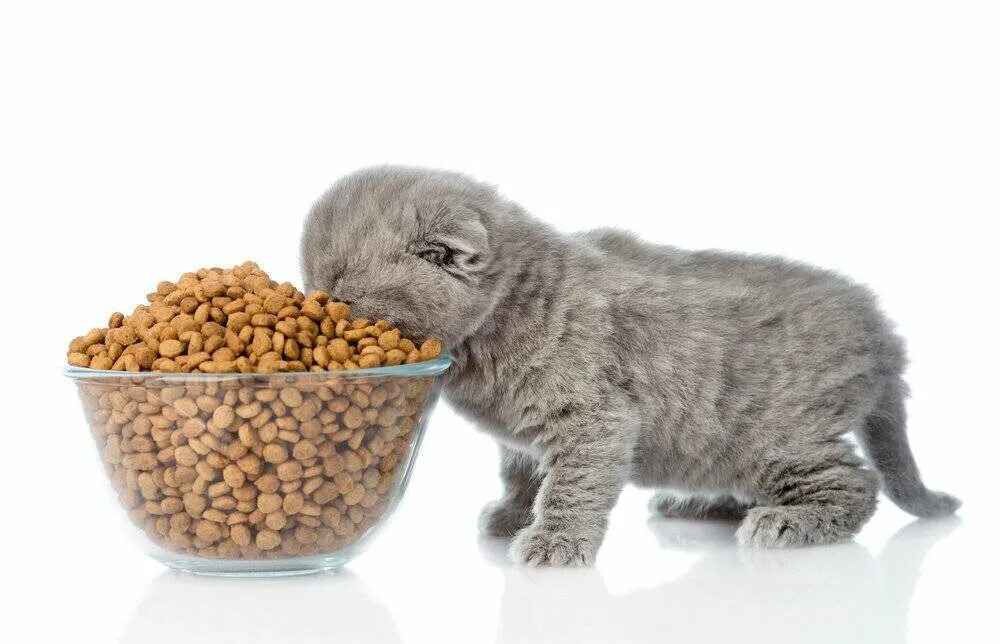 Можно ли давать коту разный корм. Корм. корма для животных. корм для кошечек.