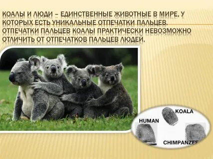 Австралия интересные факты